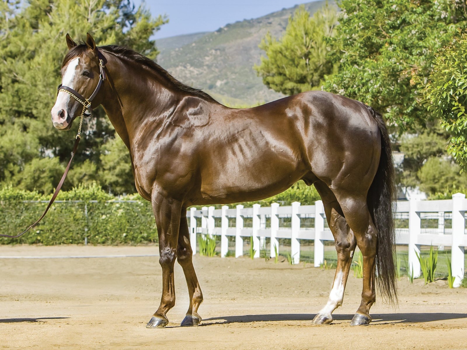 Dash Ta Fame, #1 All-Time Leading Barrel Sire for over two decades, Photo courtesy of dashtafame.com
